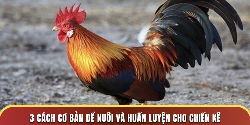 3 cách cơ bản để nuôi và huấn luyện cho chiến kê