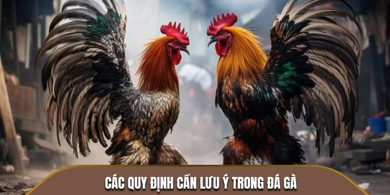 Các quy định cần lưu ý trong đá gà