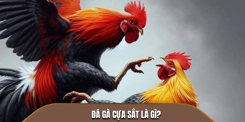 Đá gà cựa sắt là gì?