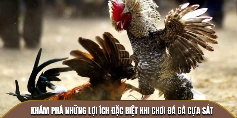 Khám phá những lợi ích đặc biệt khi chơi đá gà cựa sắt