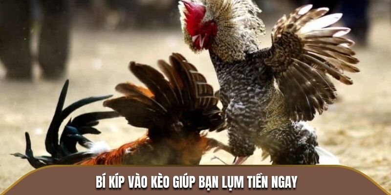 Bí kíp vào kèo giúp bạn lụm tiền ngay