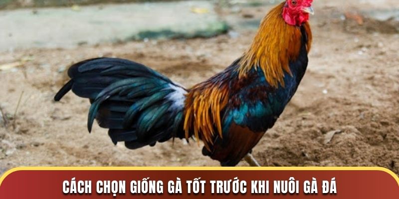 Cách chọn giống gà tốt trước khi nuôi gà đá