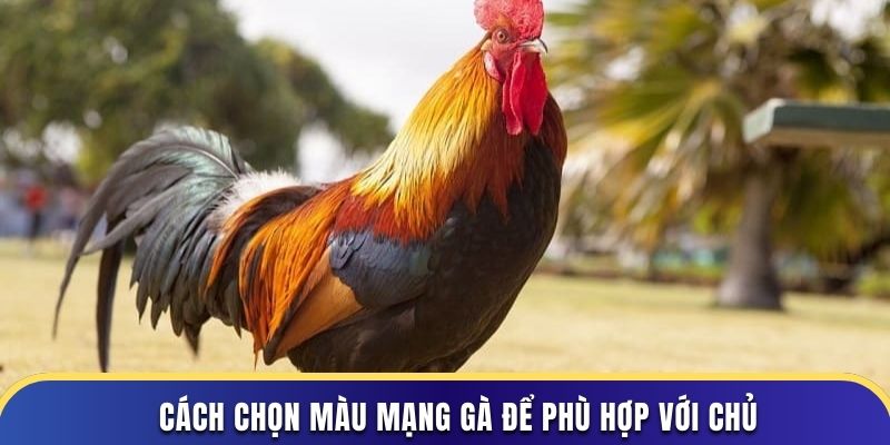 Cách chọn màu mạng gà để phù hợp với chủ