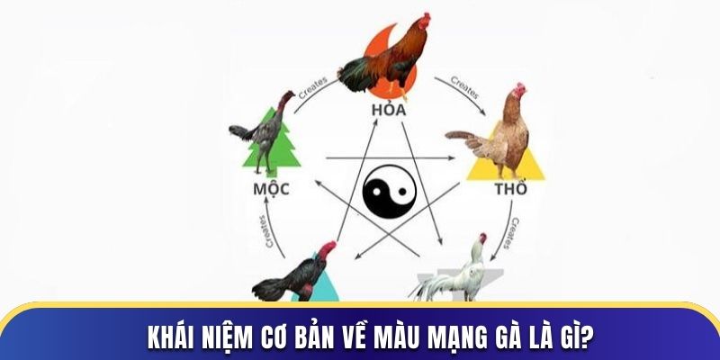 Khái niệm cơ bản về màu mạng gà là gì?