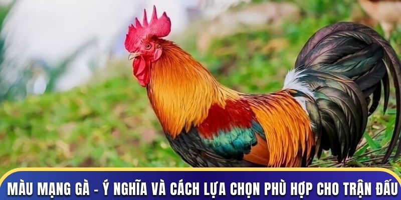 màu mạng gà abc8