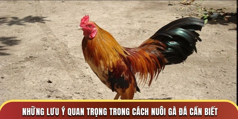 Những lưu ý quan trọng trong cách nuôi gà đá cần biết